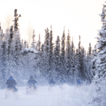 Several snowmobilers along a wintery trail