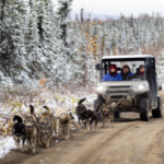 CLients riding in side by side dog sled experience